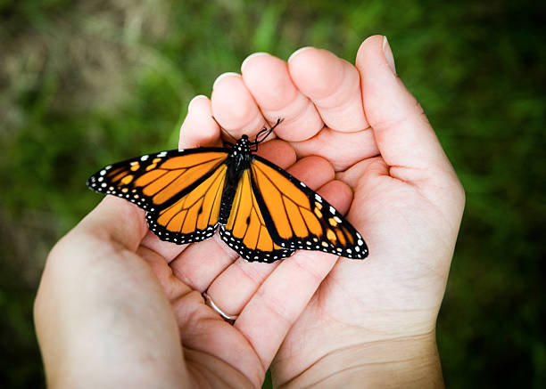 What We Can Learn From The Butterfly