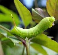 From Caterpillar to Confident: Butterfly-Inspired Habits to Transform Your Life – Part 1