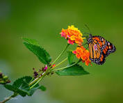From Caterpillar to Confident: Butterfly-Inspired Habits to Transform Your Life – Part 2